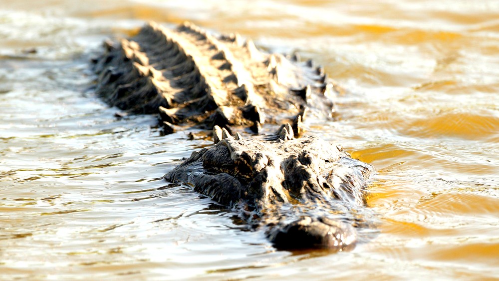 aligator voda