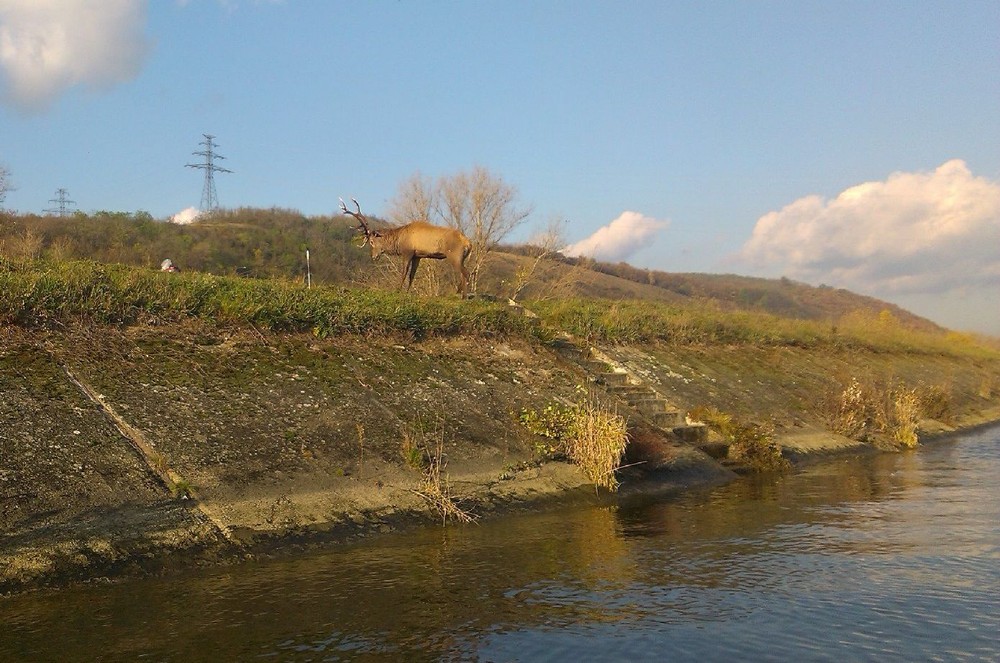 Hasiči zachránili jeleňa uviaznutého v derivačnom kanáli Váhu (1)