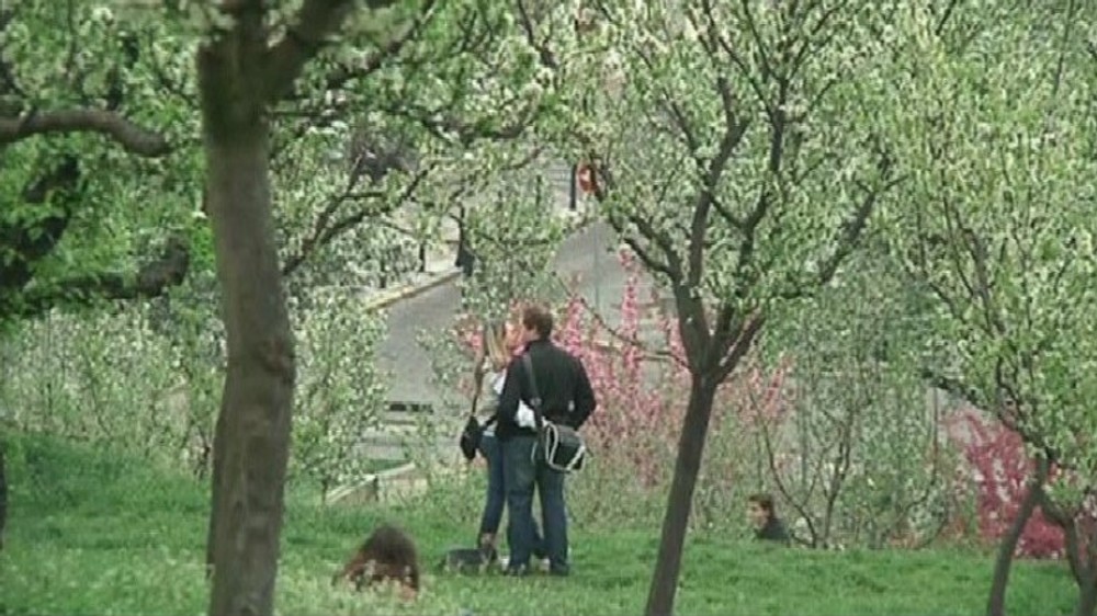 čerešňa prvý máj (1)