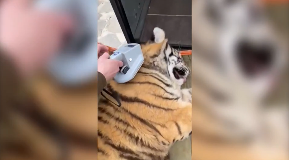 tiger zoo