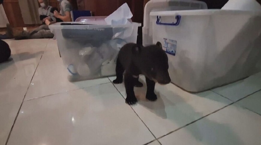 zachranene medvede (7)