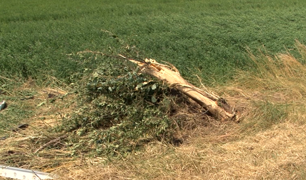 Pri silnom náraze vyvrátilo strom aj s koreňmi