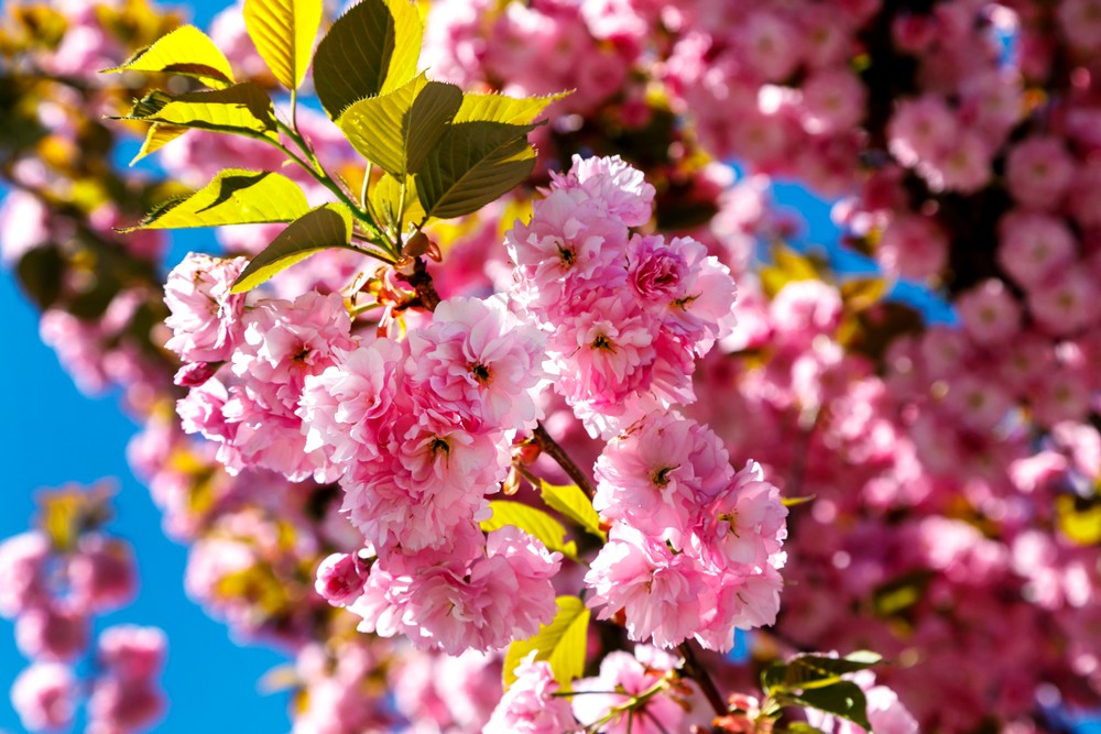 03042024_sakura_4032339