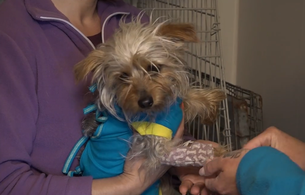 Túlavá svorka napadla psa