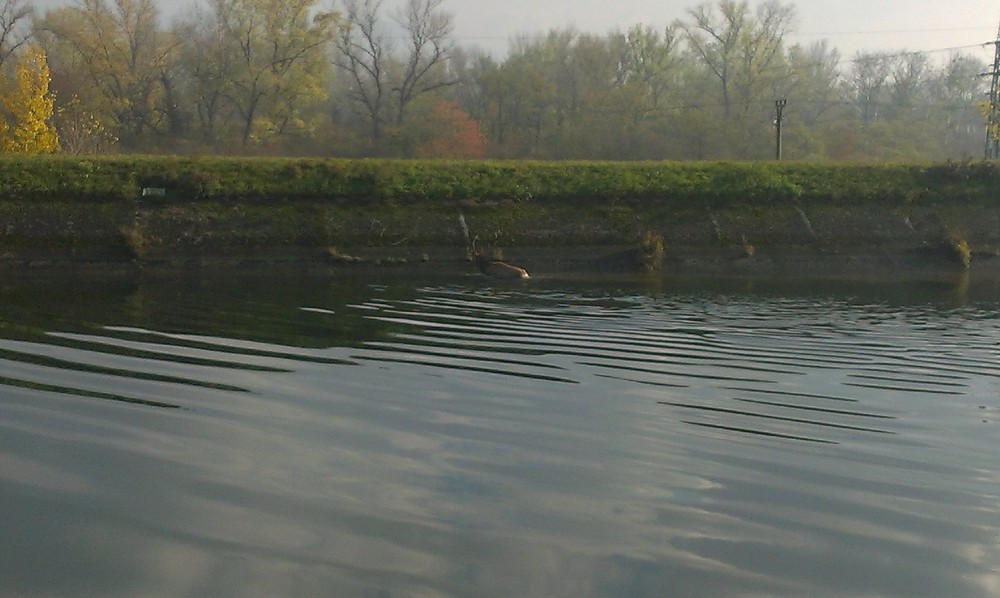Hasiči zachránili jeleňa uviaznutého v derivačnom kanáli Váhu (2)