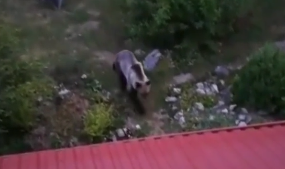 Už niekoľko dní Ružomberok pravidelne navštevuje mladý medveď. Neodplašia ho už ani policajné sirény