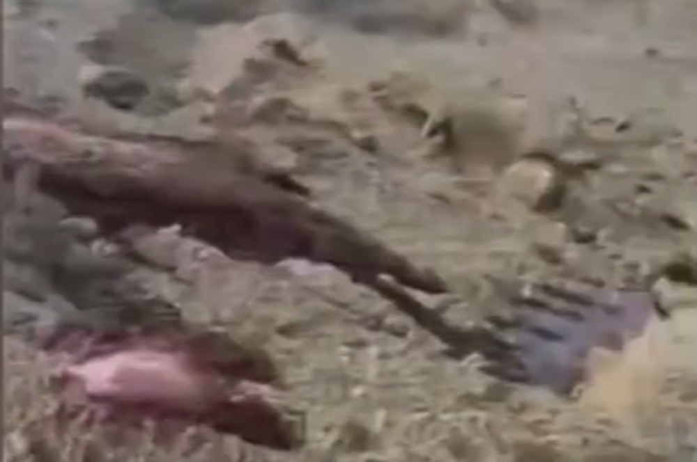 Vyvierajúca krv zo zeme 1