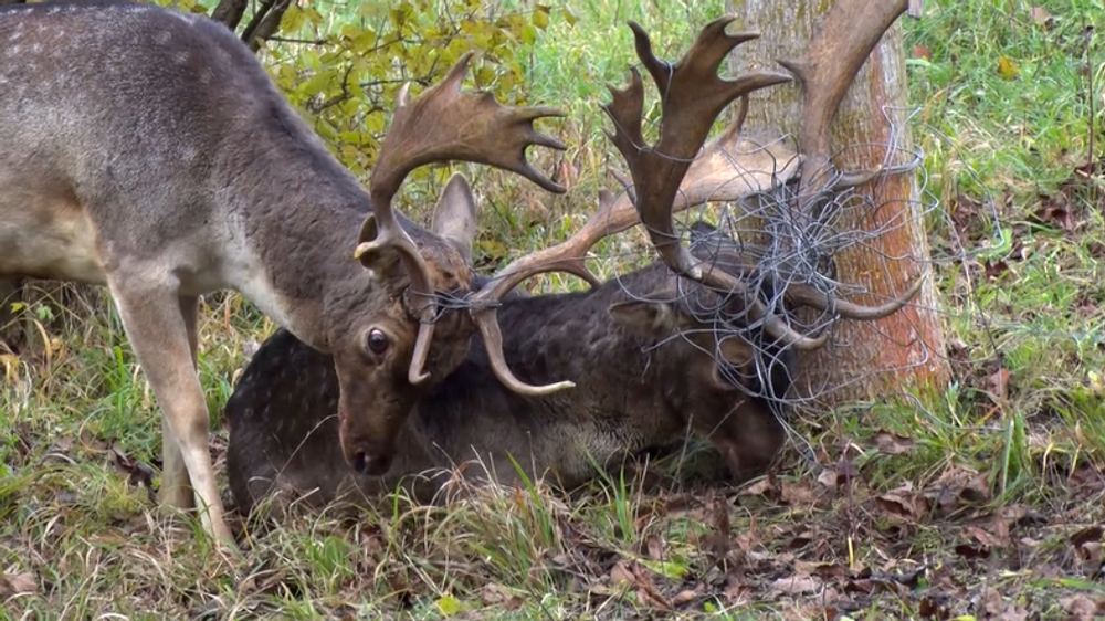 Poľovníci zachraňovali dvoch danielov. Vysileným zvieratám pomohli v poslednej chvíli