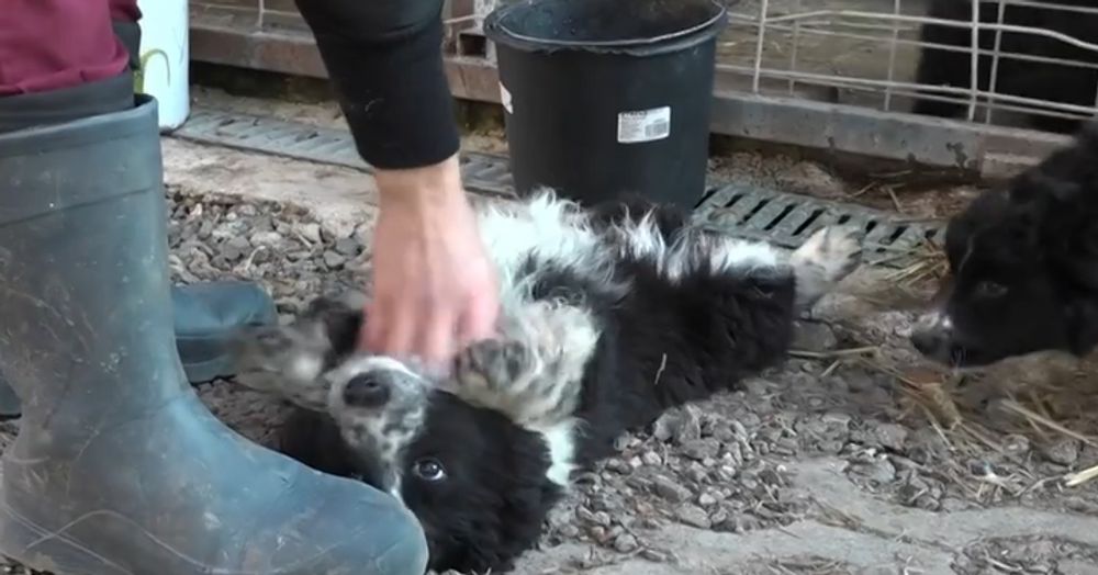 Šteniatka niekto vyhodil vo vreci do lesa 2