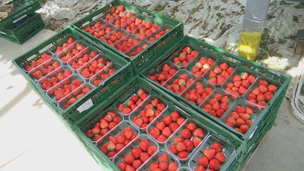 jahody il ovocie (1)