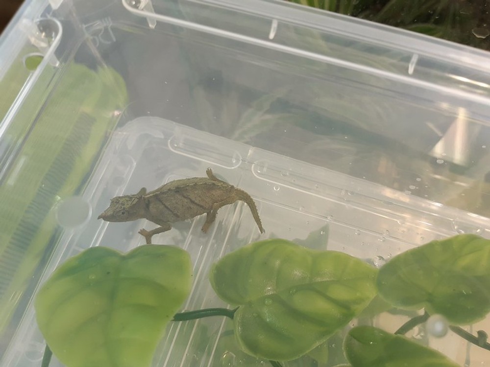 Colná polícia zadržala chameleónov na letisku 