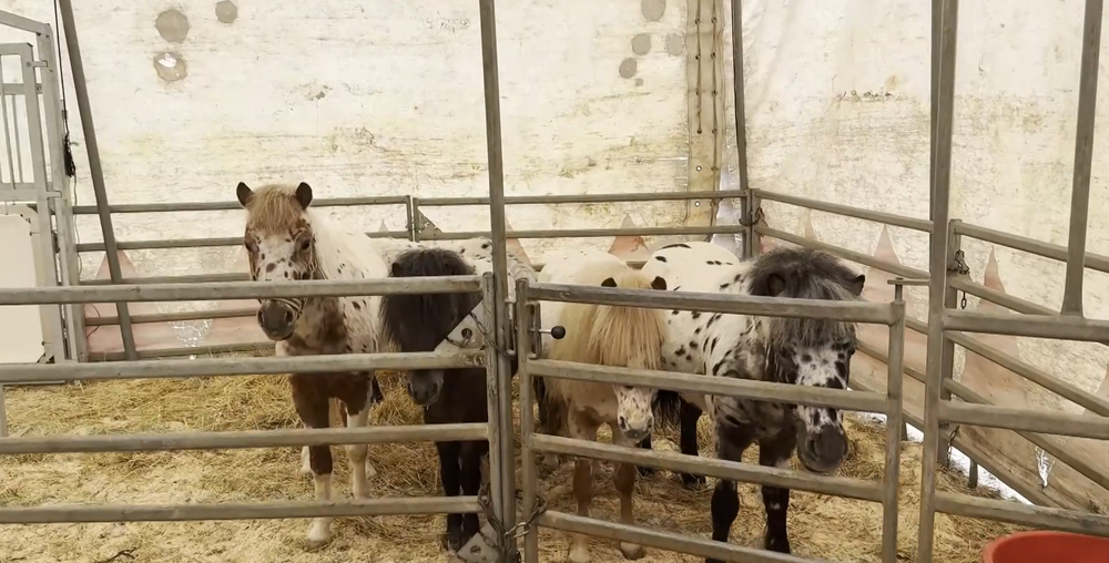 majitel cirkusu karantena