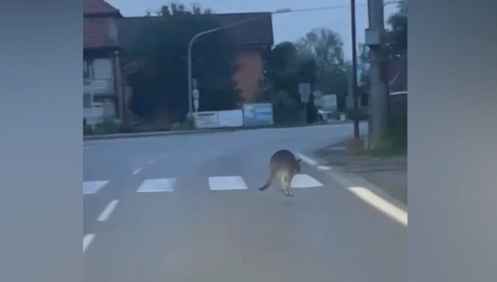 kengura v liptovskom Mikuláši