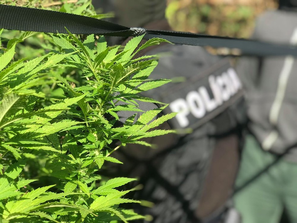 Kriminalisti chytili pestovateľa marihuany priamo v jeho záhradke