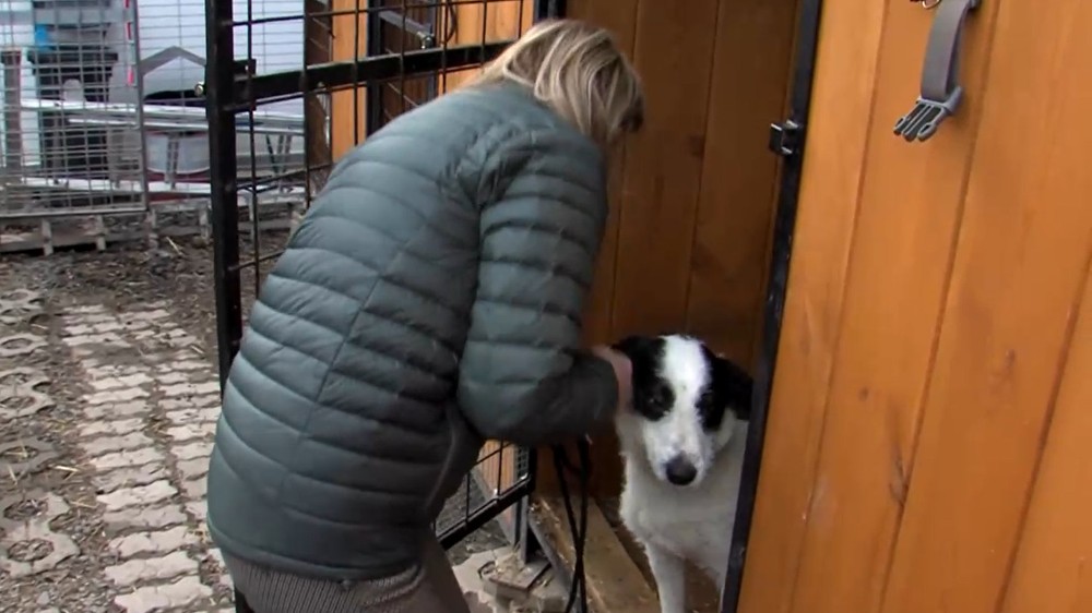 O psíka sa starajú v karanténnej stanici