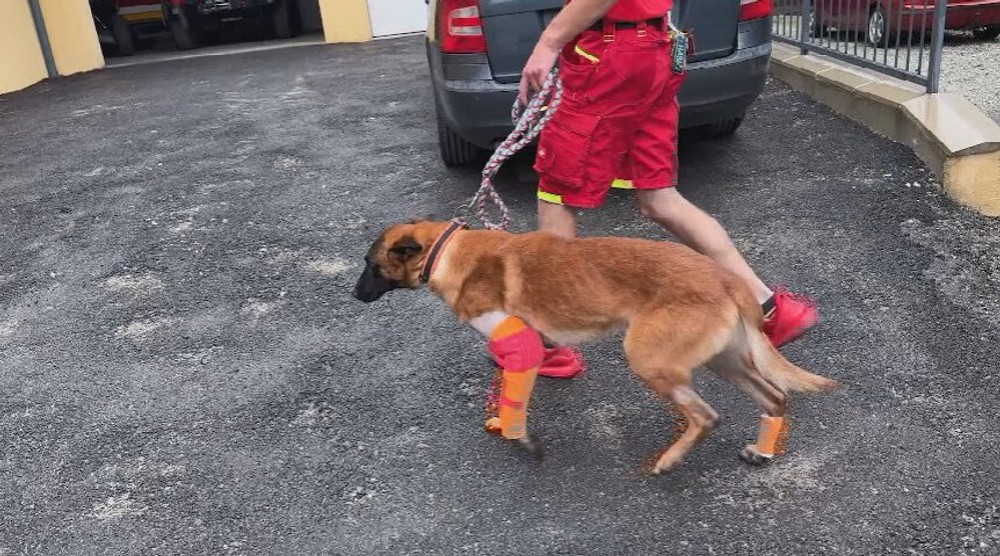 Záchranársky pes Quido potrebuje pomoc (3)