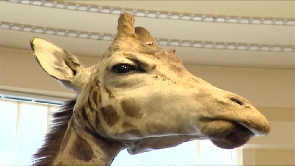 [multi] Zirafa v SNM 1950