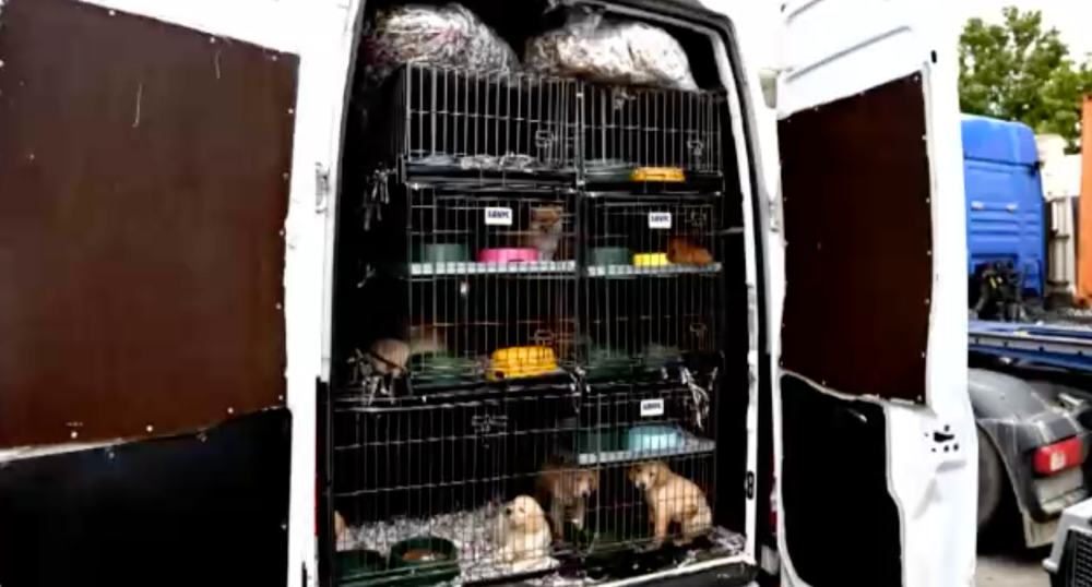Takmer stovku šteniatok pochádzajúcich zo Slovenska našli v Nemecku. Prepravovali ich tam ilegálne