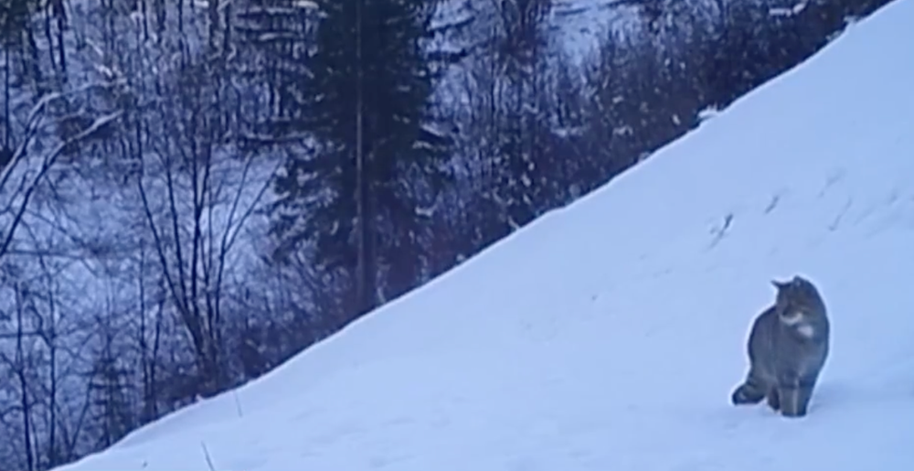 Netradične rozsiahle pátranie  po mačke divej