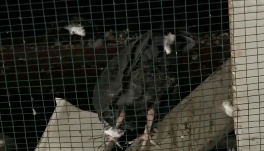 Uväznené holuby v košickej nemocnici