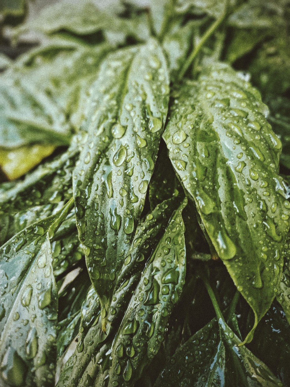 pexels-alicedecasttro-4273326