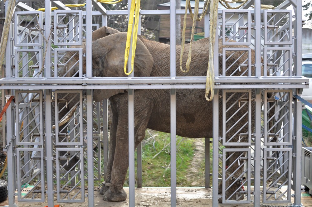 Sťahovanie slonov v ZOO Bojnice