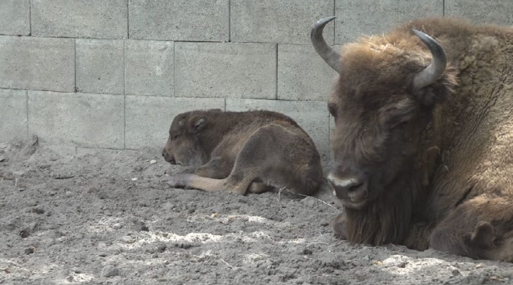 zubríčatko v sninskej ZOO 2024-05-29 o 9.00.18