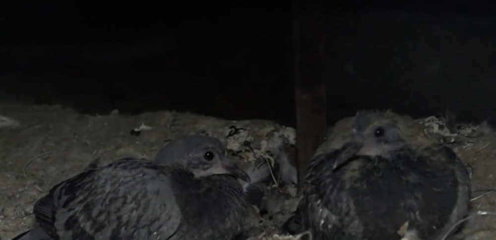 Uväznené holuby v košickej nemocnici