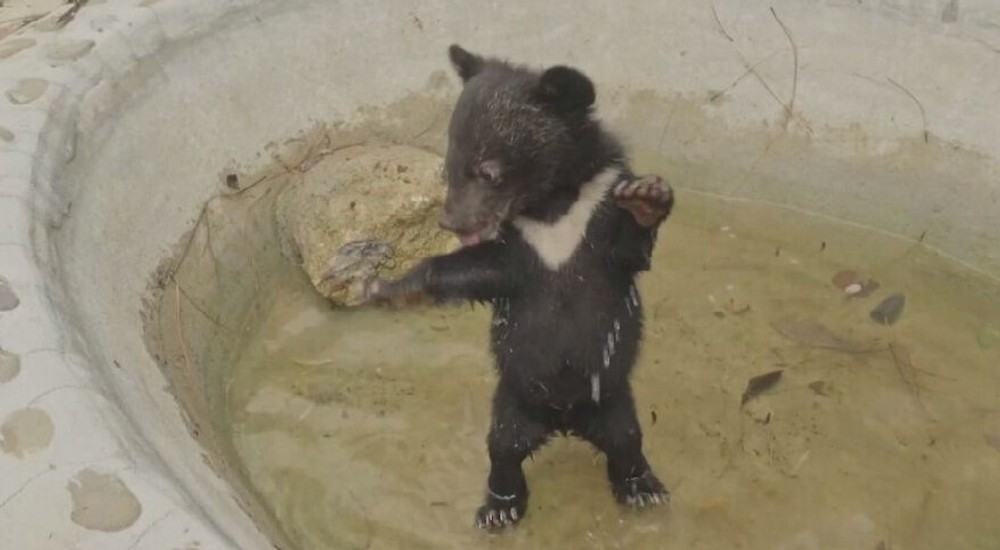 zachranene medvede (3)