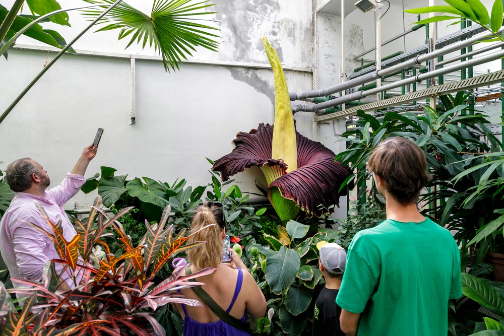 Raritný kvet v Botanickej záhrade