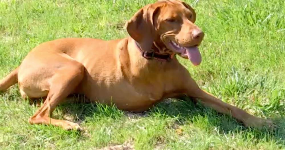 Netradičný psí piknik