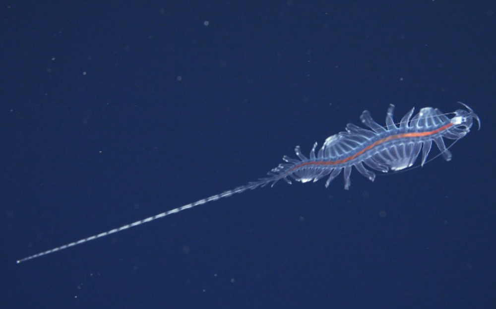 Tomopteris