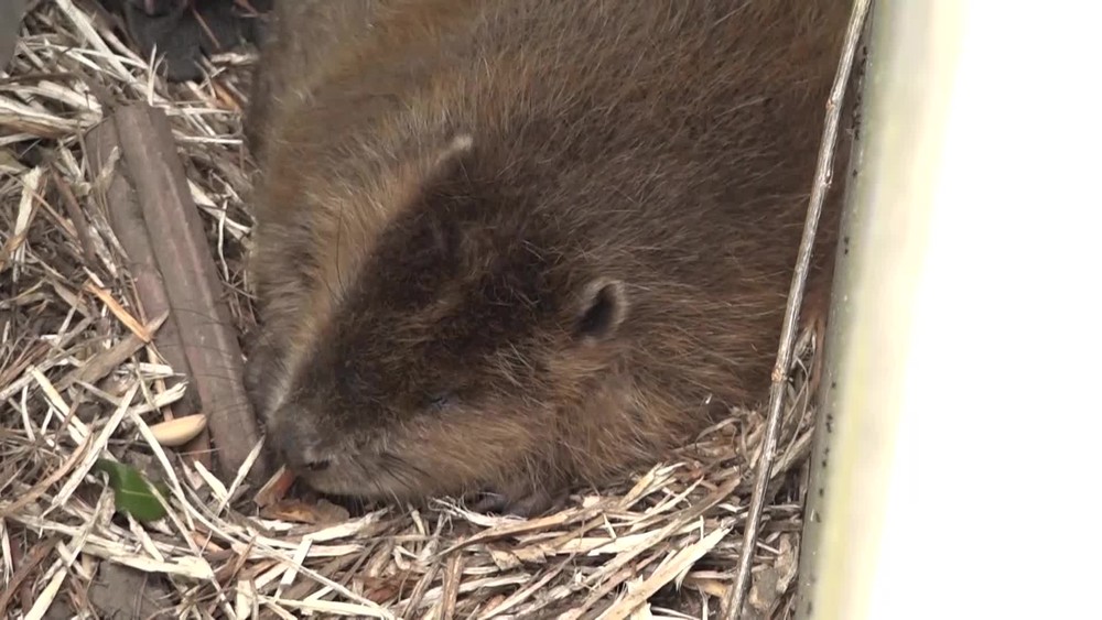 Záchranné stanice volajú o pomoc