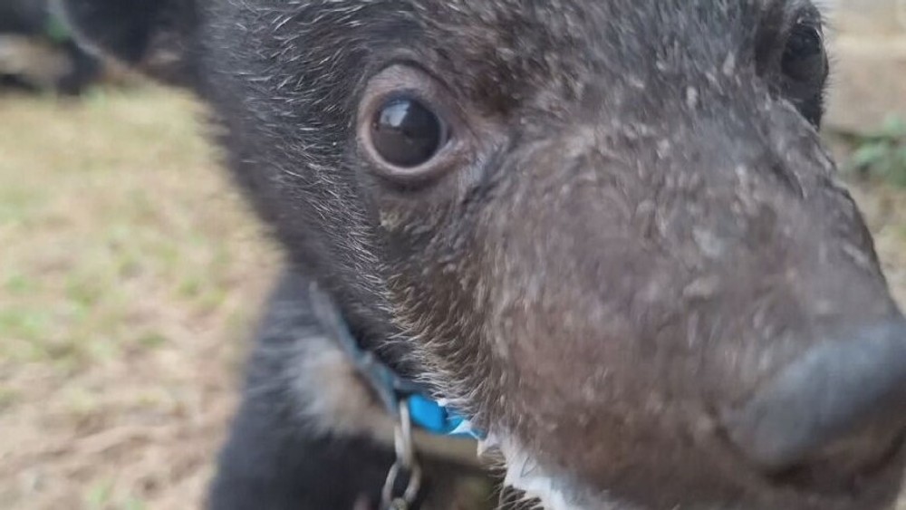 zachranene medvede (8)