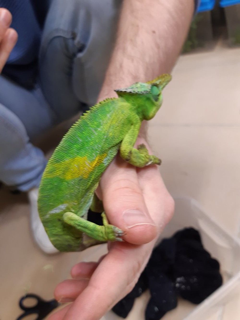 Colná polícia zadržala chameleónov na letisku 