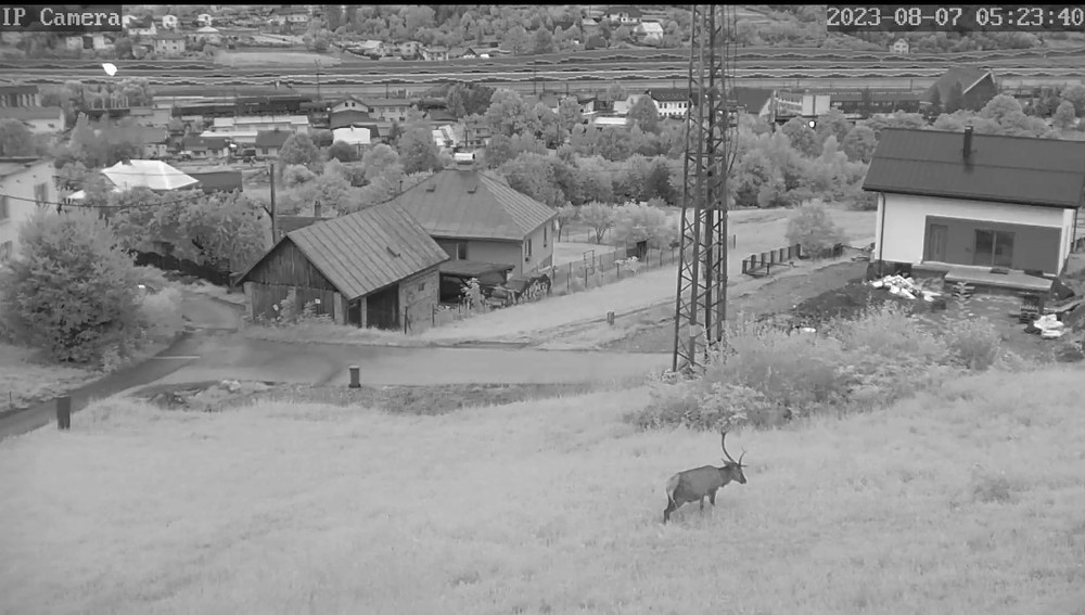 Pytliak zastrelil jeleňa medzi rodinnými domami (3)