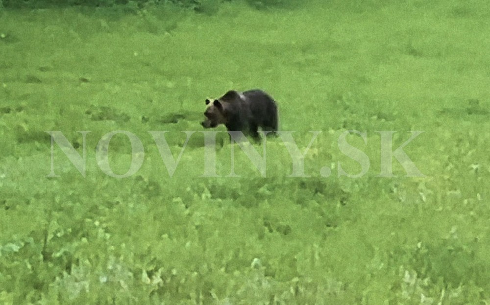 Medveď napadol bežca na Urpíne