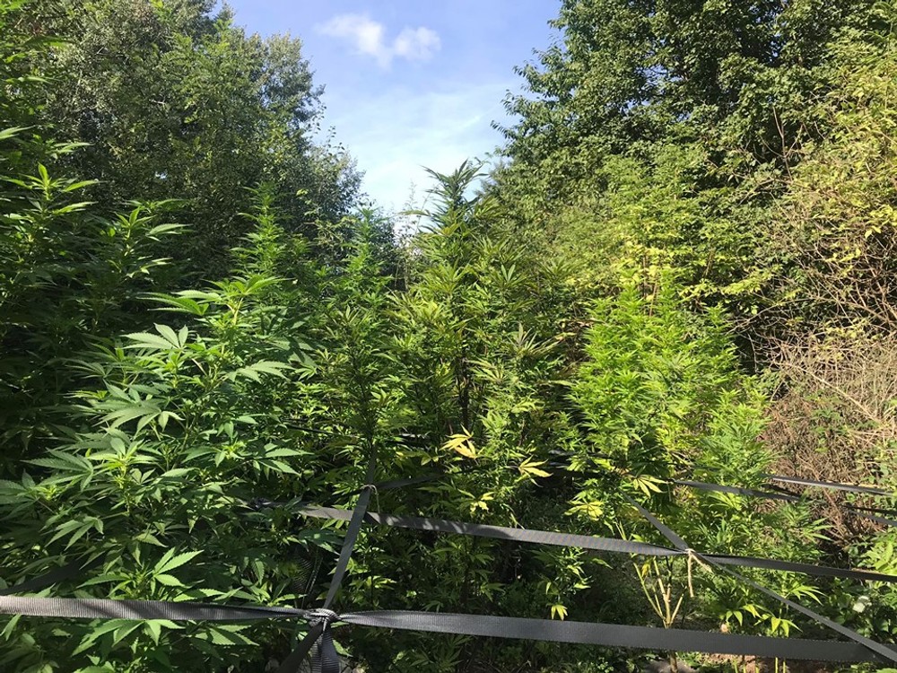 Kriminalisti chytili pestovateľa marihuany priamo v jeho záhradke