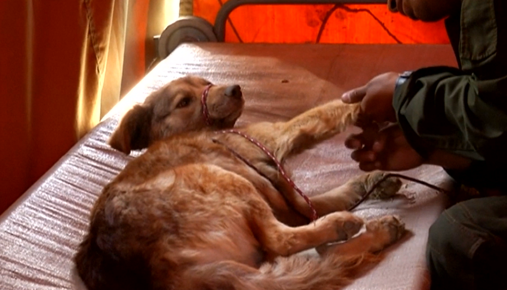 Z ruín domu zachránili psíka