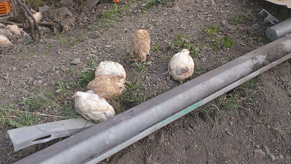 Prevrátený kamión s hydinou