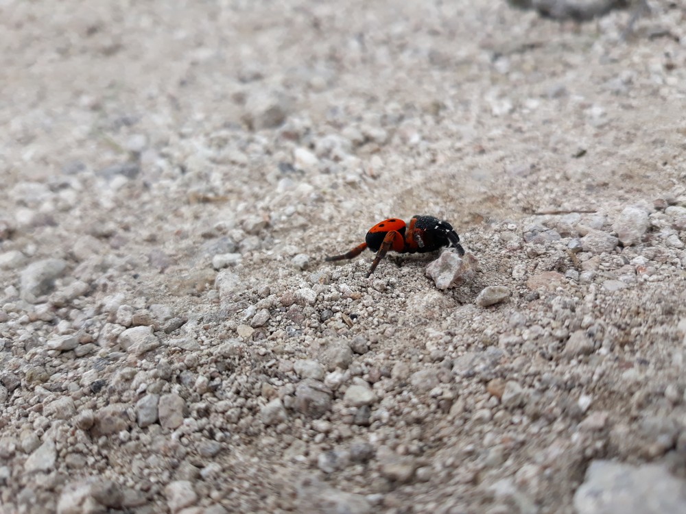 Stepník Červený - objavený na zrúcanine hradu Sivý kameň