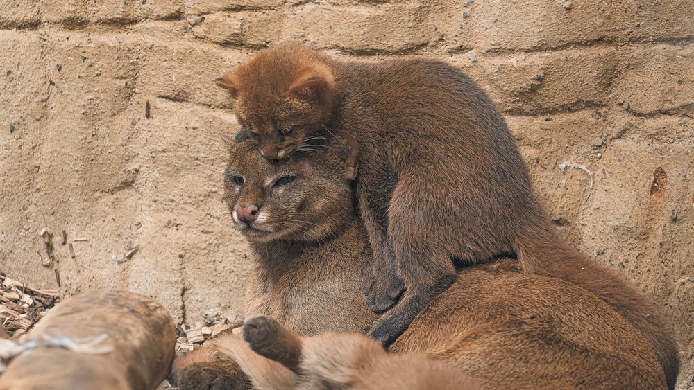 539579724_1185481646946325_5584523880634771018_n