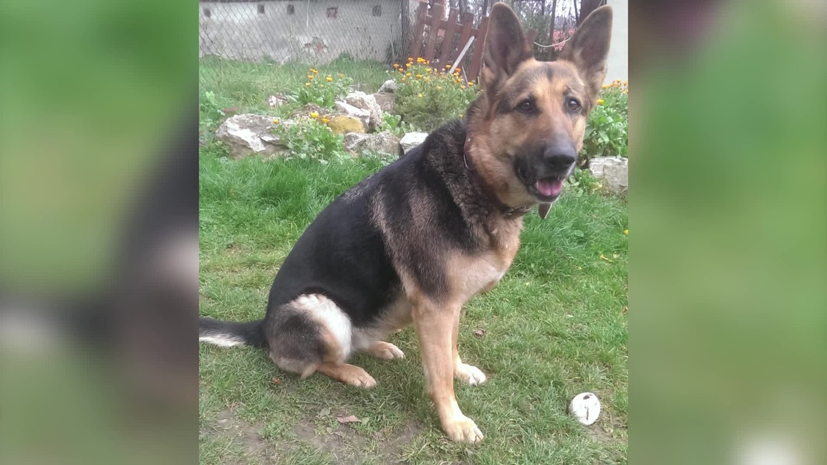 Po 7 rokoch si vypočul rozsudok za zastrelenie psa