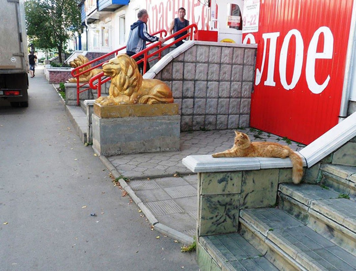 perfectly timed pictures you must see cat