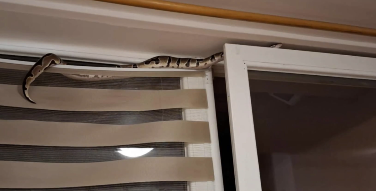 Hasiči odchytili v byte 1,5 metrového hada. Dostal sa do vnútra cez ventilačné okno