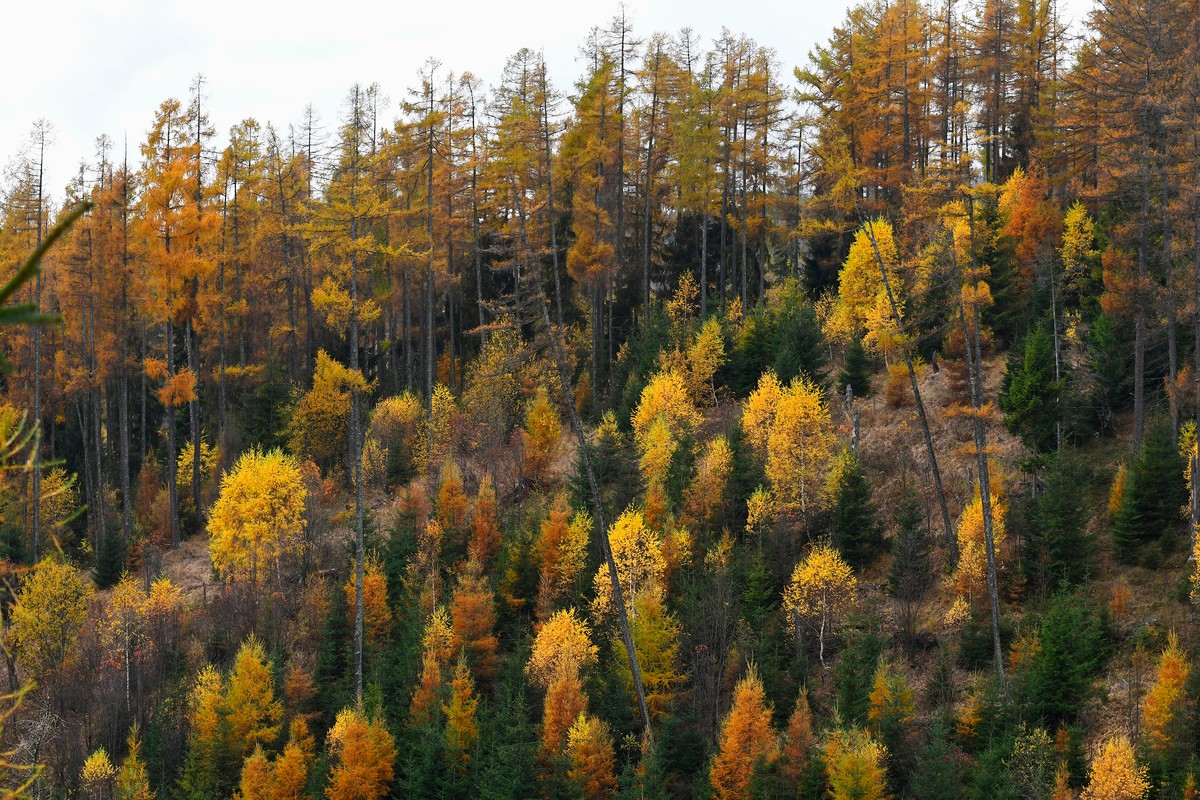 Na území národného parku Šumava uniká do pôdy yperit