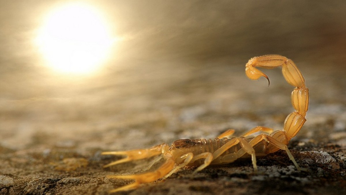 Z bytu ušli jedovaté škorpióny. Sedemnásťročný mladík čelí obvineniu