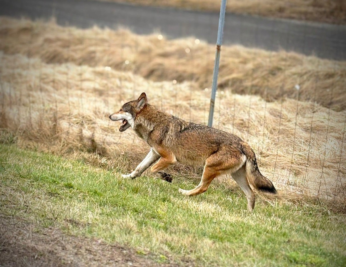 Slovakia Authorizes Cull of 68 Wolves for 2026/2027 Hunting Season