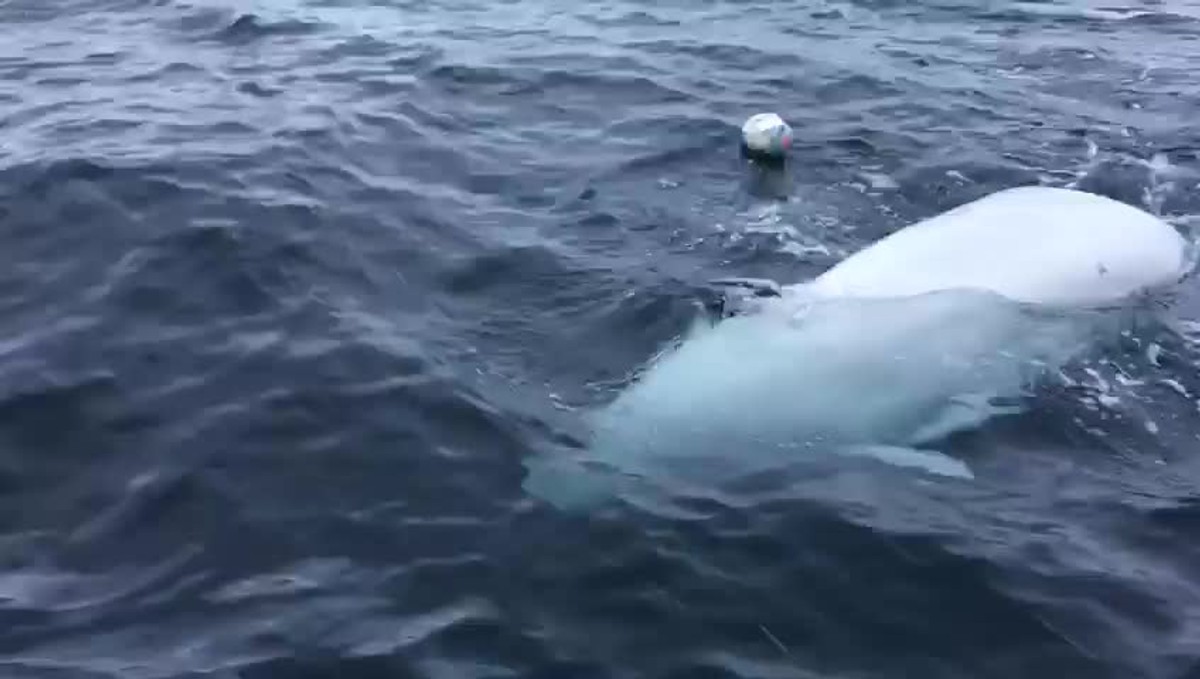 Osamelá veľryba beluga sa len chcela hrať | Huste.tv | Najnovšie športové  správy