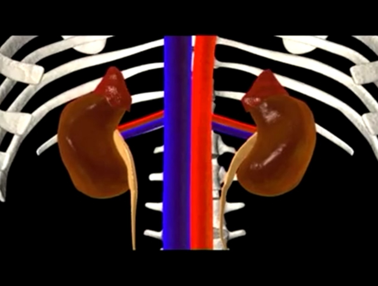 Nefrológ  varuje: 12 vecí, ktoré môžu poškodiť vaše obličky